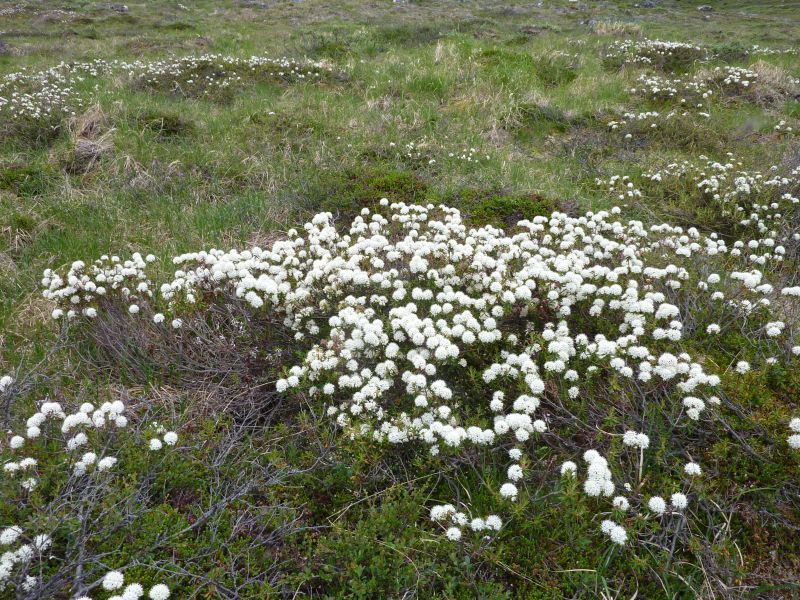 2011-07-21-1120_-_qajaasat_vegetation
