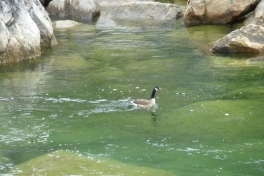 2011-07-21-0842_-_gaas