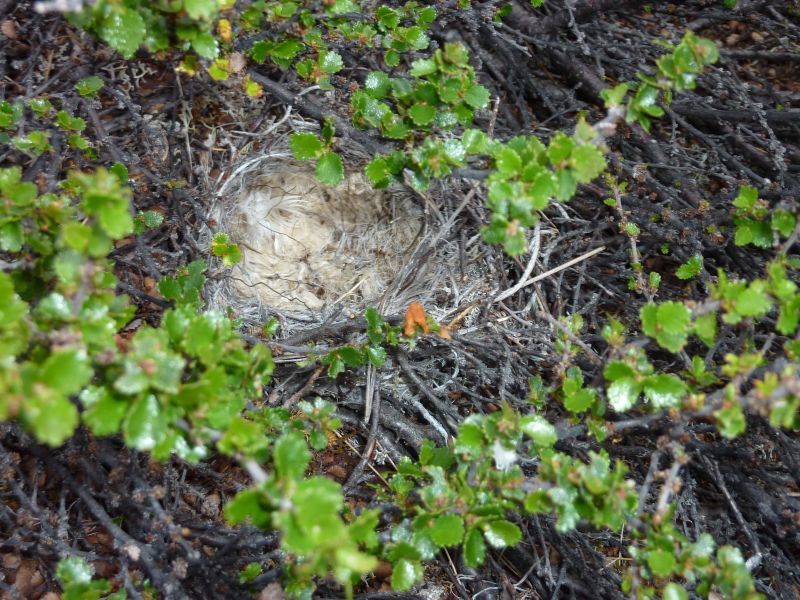 2011-07-31-2039_-_rede_vegetation