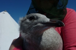 2011-07-31-1329_-_maage