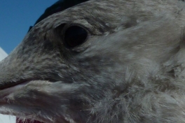 2011-07-31-1329_-_maage_2