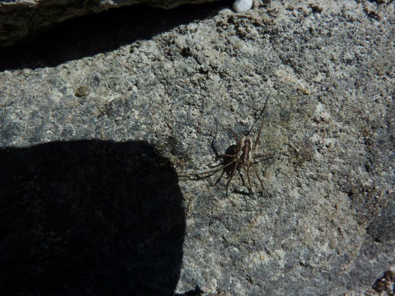 2011-07-03-1447_edderkop_2