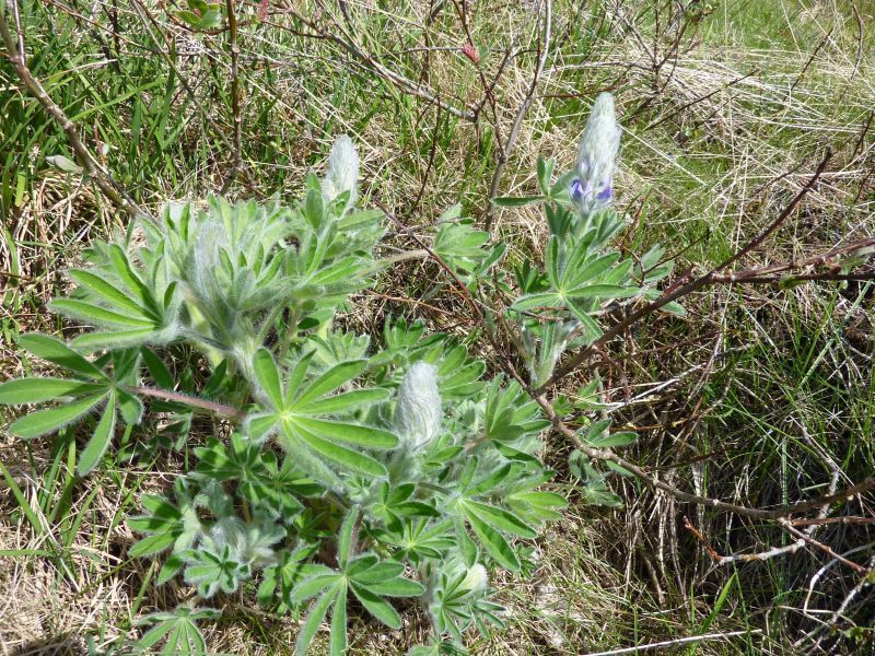2011-07-04-1257_-_vegetation