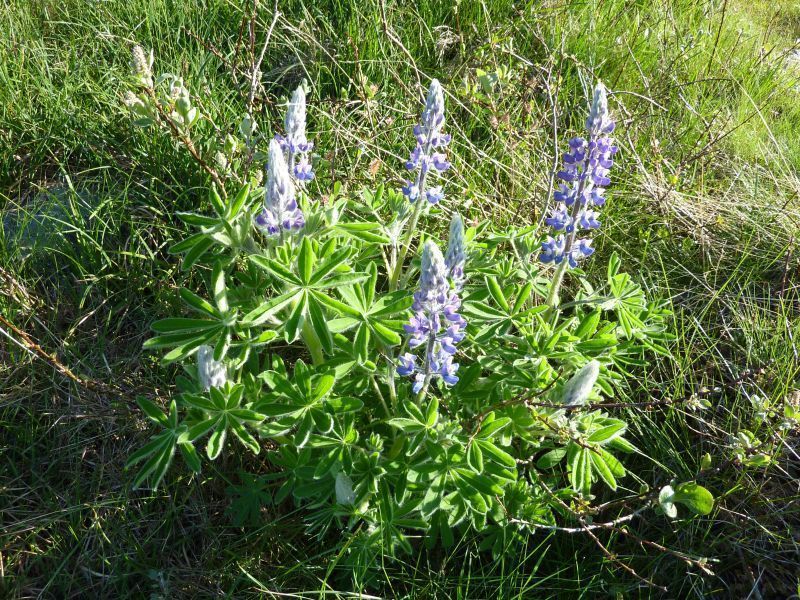 2011-07-14-0839_-_vegetation