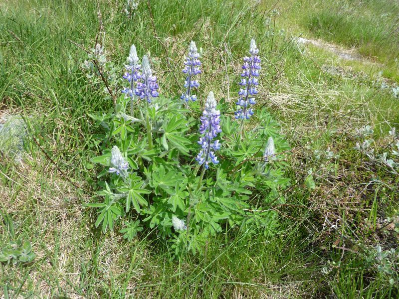 2011-07-15-1318_-_vegetation
