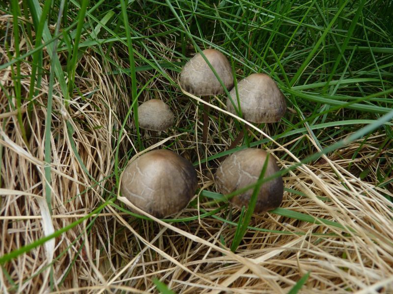 2011-07-18-1344_-_svamp