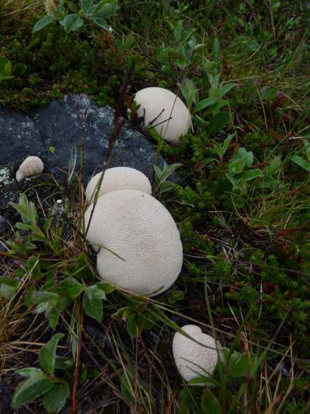 2011-07-19-1514_-_svamp