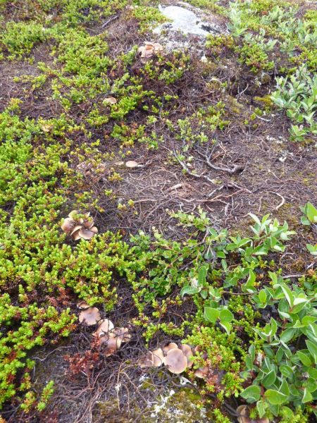 2011-07-27-1344_-_svamp_vegetation