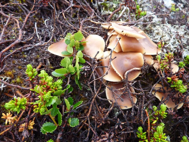 2011-07-27-1344_-_svamp_vegetation_2