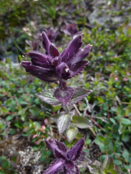 2011-07-28-1308_-_vegetation