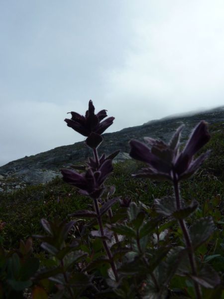 2011-07-28-1308_-_vegetation_3