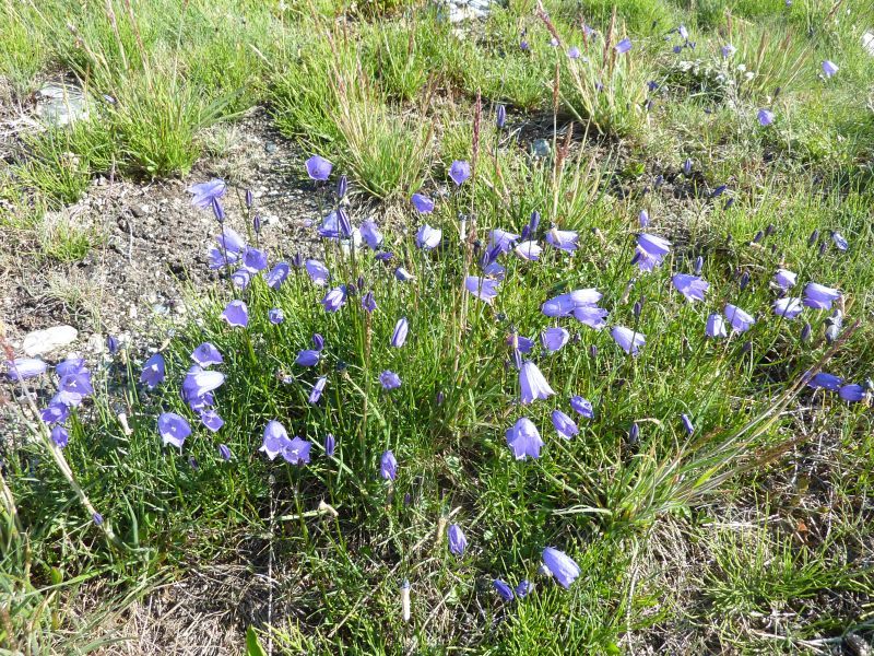 2011-07-30-1007_-_vegetation