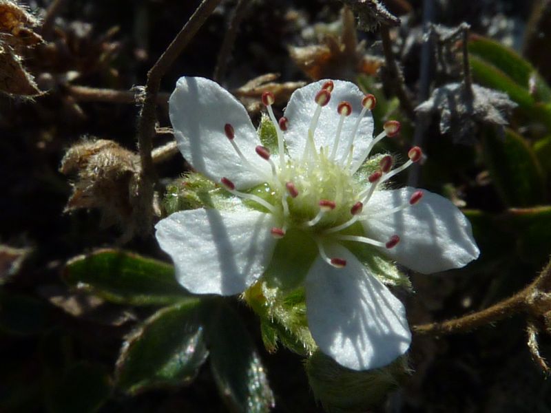 2011-07-30-1041_-_vegetation