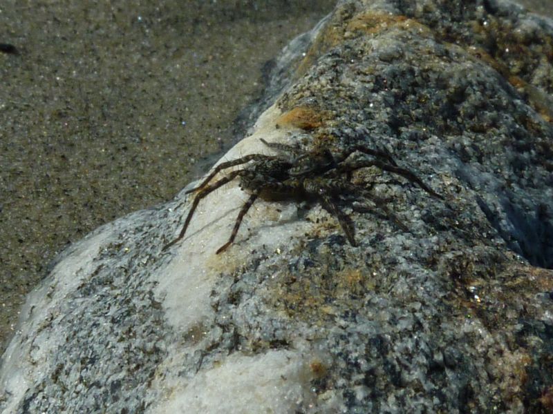 2011-07-30-1134_-_edderkop_3