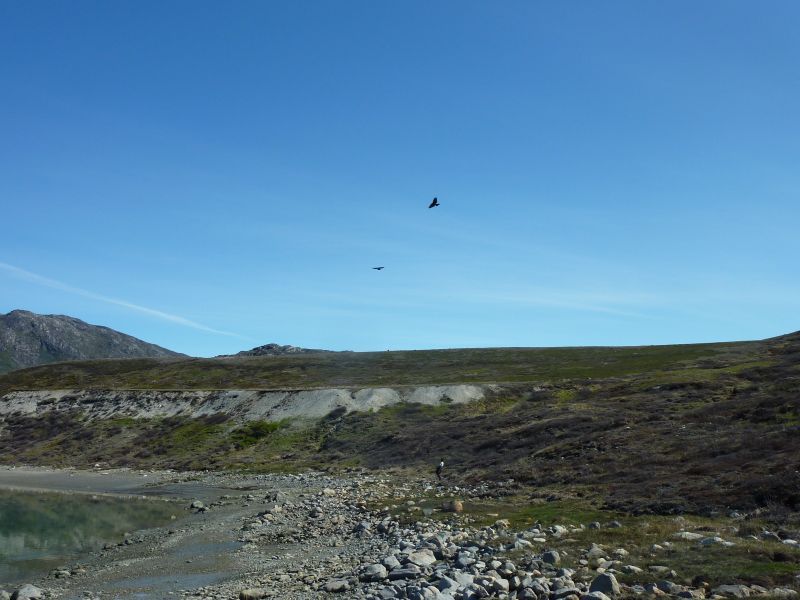 2011-07-30-1144_-_ravn