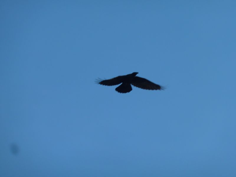 2011-07-30-1145_-_ravn