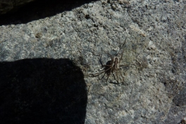 2011-07-03-1447_edderkop_2