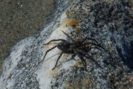 2011-07-30-1134_-_edderkop_2