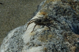 2011-07-30-1134_-_edderkop_3