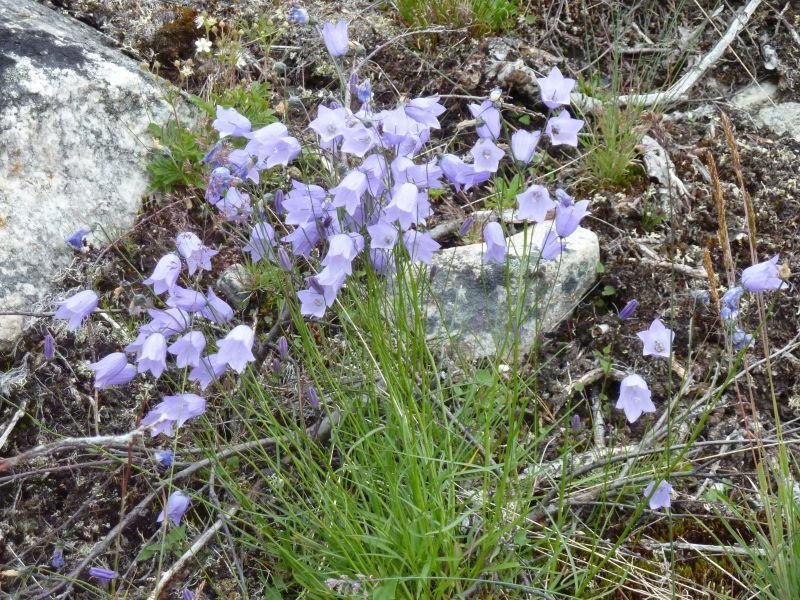 2011-08-01-0914_-_vegetation