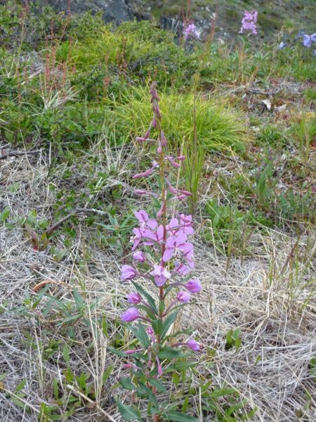 2011-08-01-0917_-_vegetation