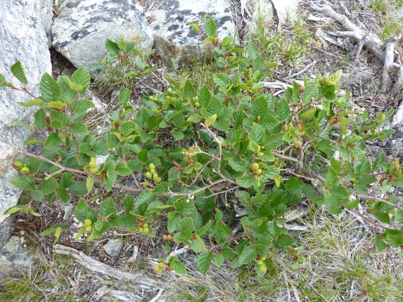 2011-08-01-1009_-_vegetation