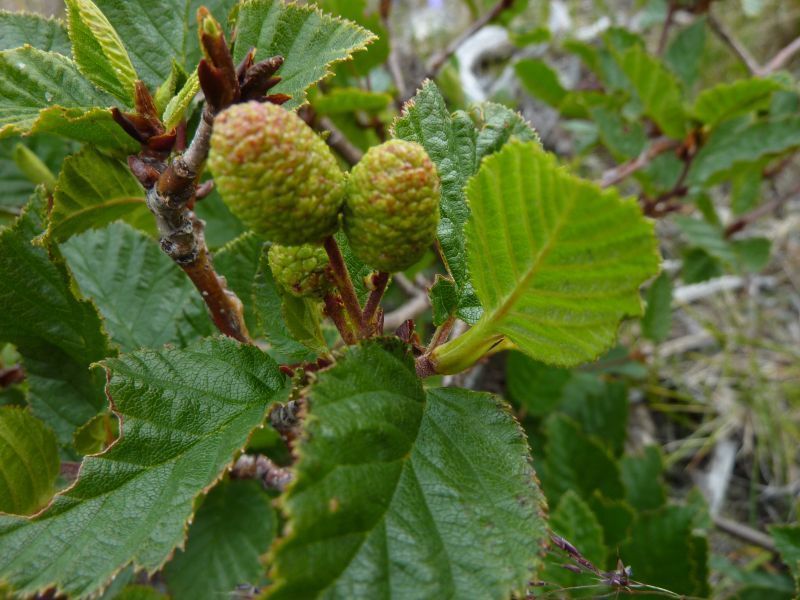 2011-08-01-1009_-_vegetation_2