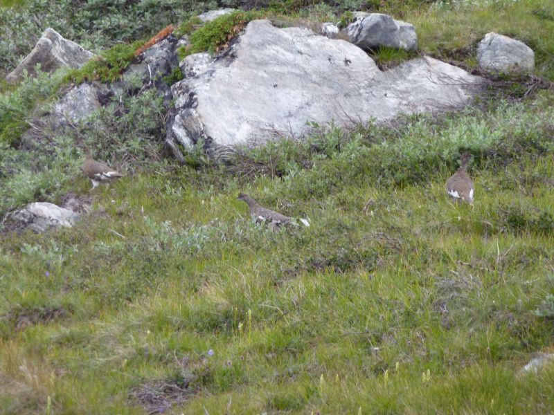 2011-08-01-1022_-_rype_vegetation
