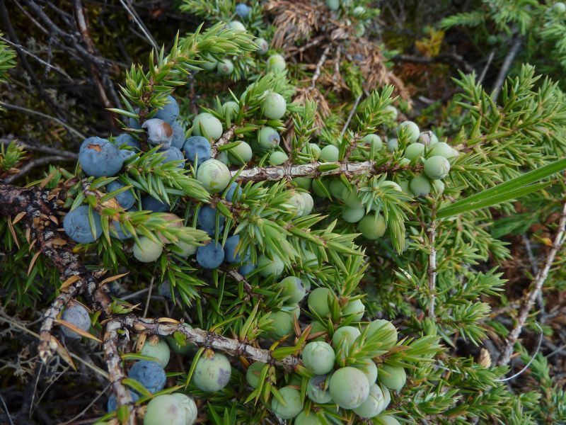 2011-08-01-1302_-_vegetation