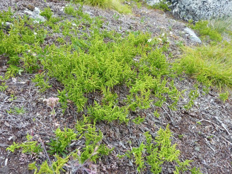2011-08-01-1311_-_vegetation
