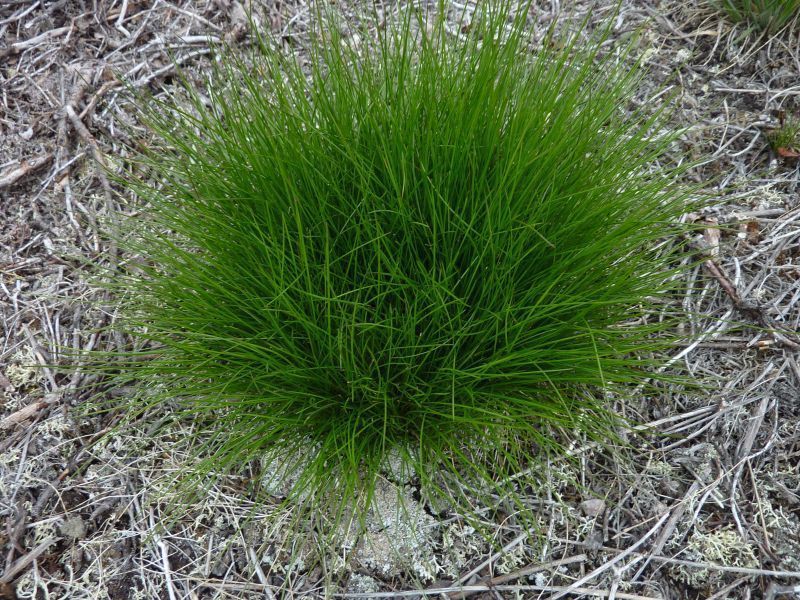 2011-08-01-1348_-_vegetation