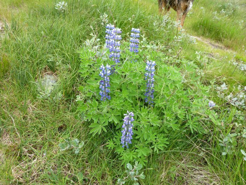 2011-08-02-1522_-_vegetation