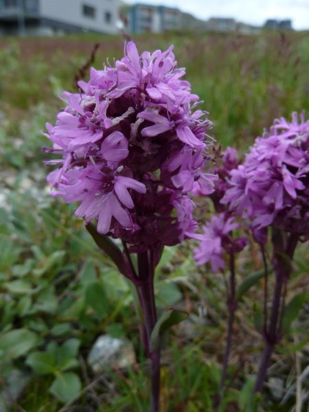 2011-08-02-1534_-_vegetation_2