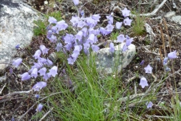 2011-08-01-0914_-_vegetation