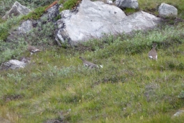 2011-08-01-1022_-_rype_vegetation