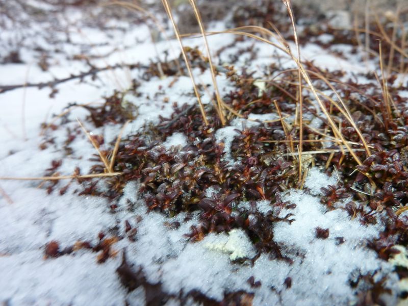 2011-11-17-1506_-_snekrystal_vegetation
