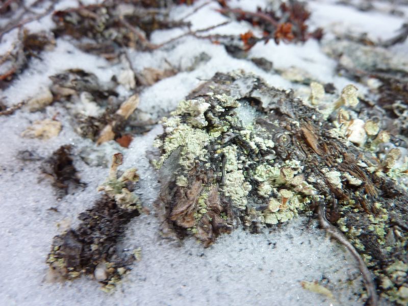 2011-11-17-1506_-_snekrystal_vegetation_2