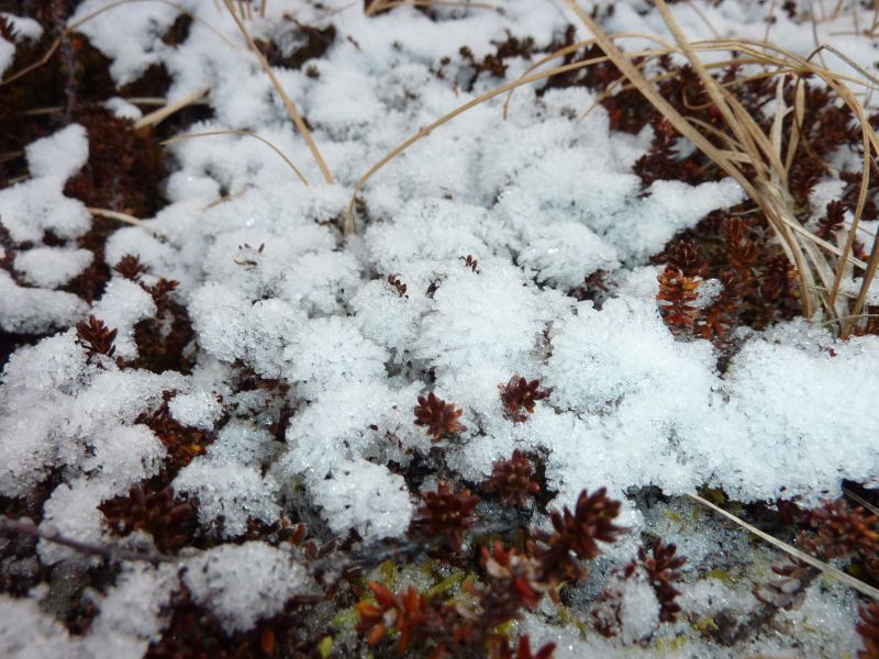2011-11-18-1413_-_snekrystal_vegetation