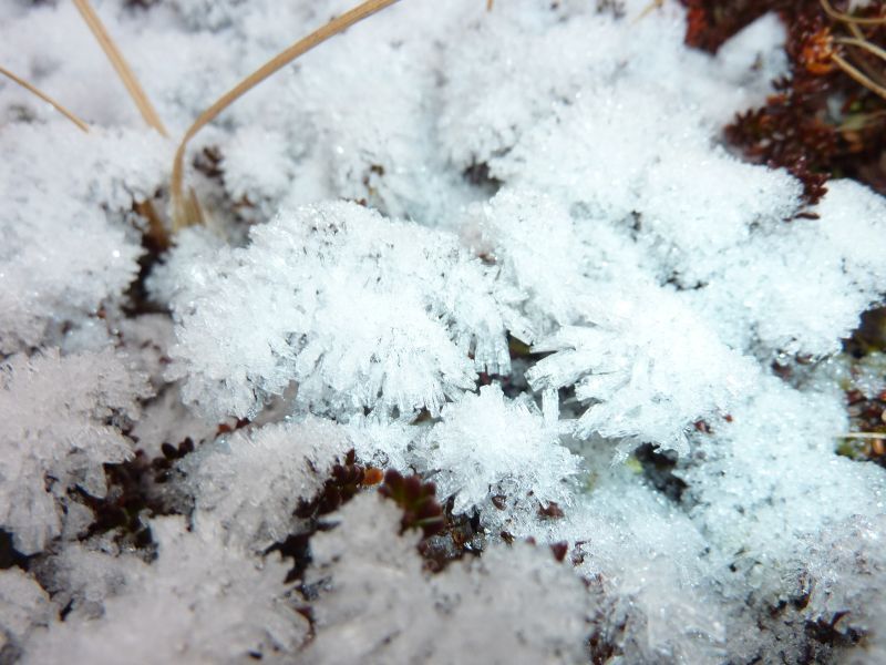 2011-11-18-1413_-_snekrystal_vegetation_2