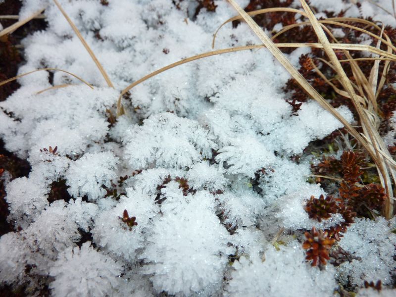 2011-11-18-1413_-_snekrystal_vegetation_3