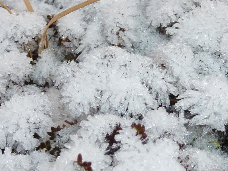 2011-11-18-1413_-_snekrystal_vegetation_4