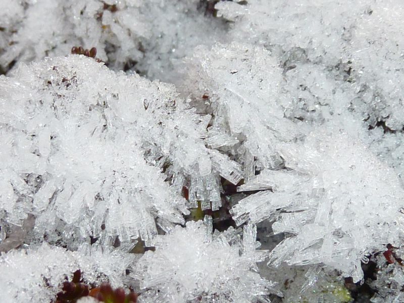 2011-11-18-1413_-_snekrystal_vegetation_5