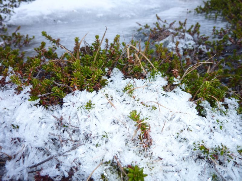 2011-11-18-1421_-_snekrystal_vegetation