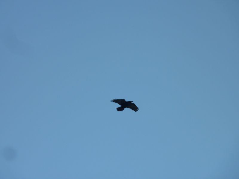 2011-11-30-1354_-_ravn