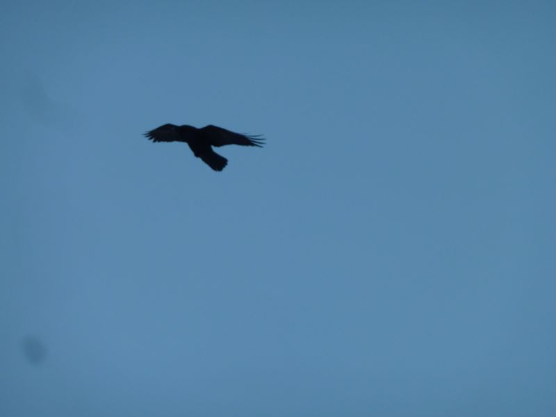 2011-11-30-1354_-_ravn_2
