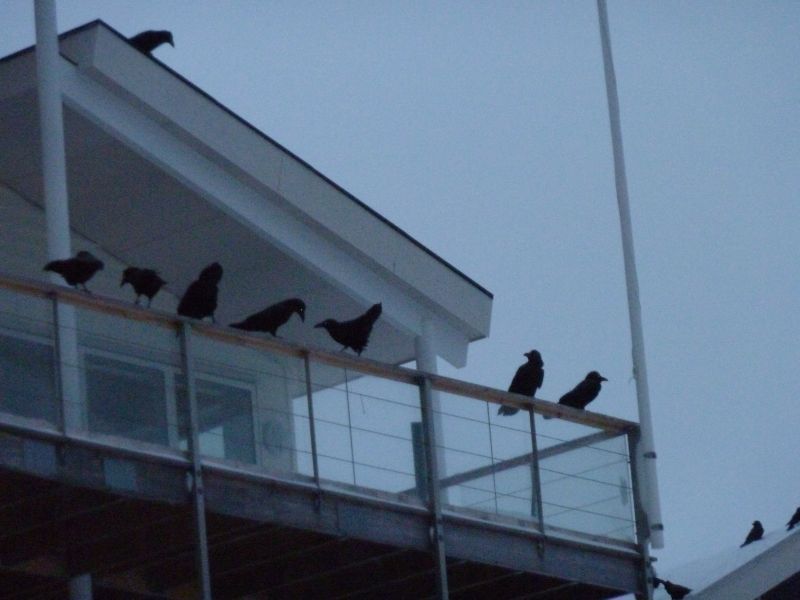 2011-12-02-1526_-_ravn