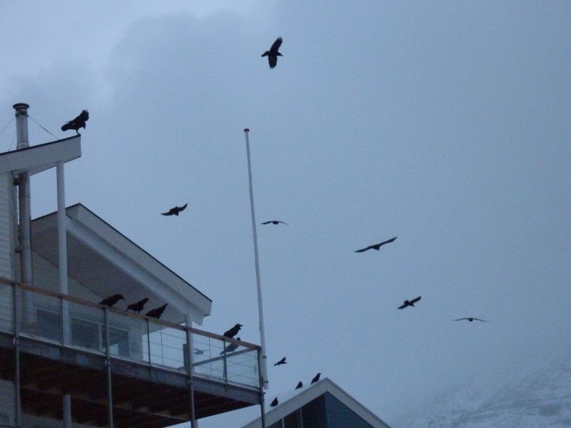 2011-12-02-1526_-_ravn_2