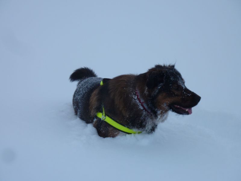 2011-12-14-1209_-_djanco