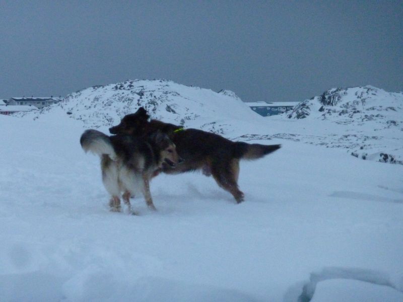 2011-12-27-1312_-_djanco_4