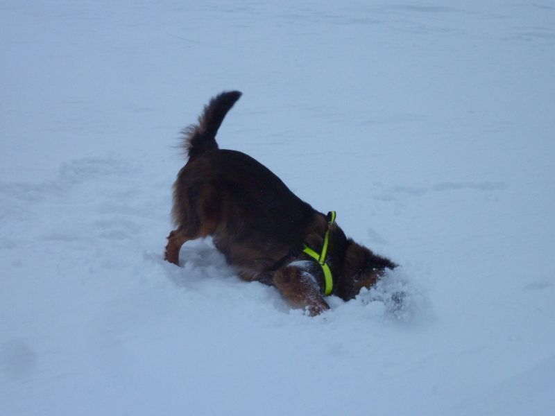 2012-01-08-1350_-_djanco